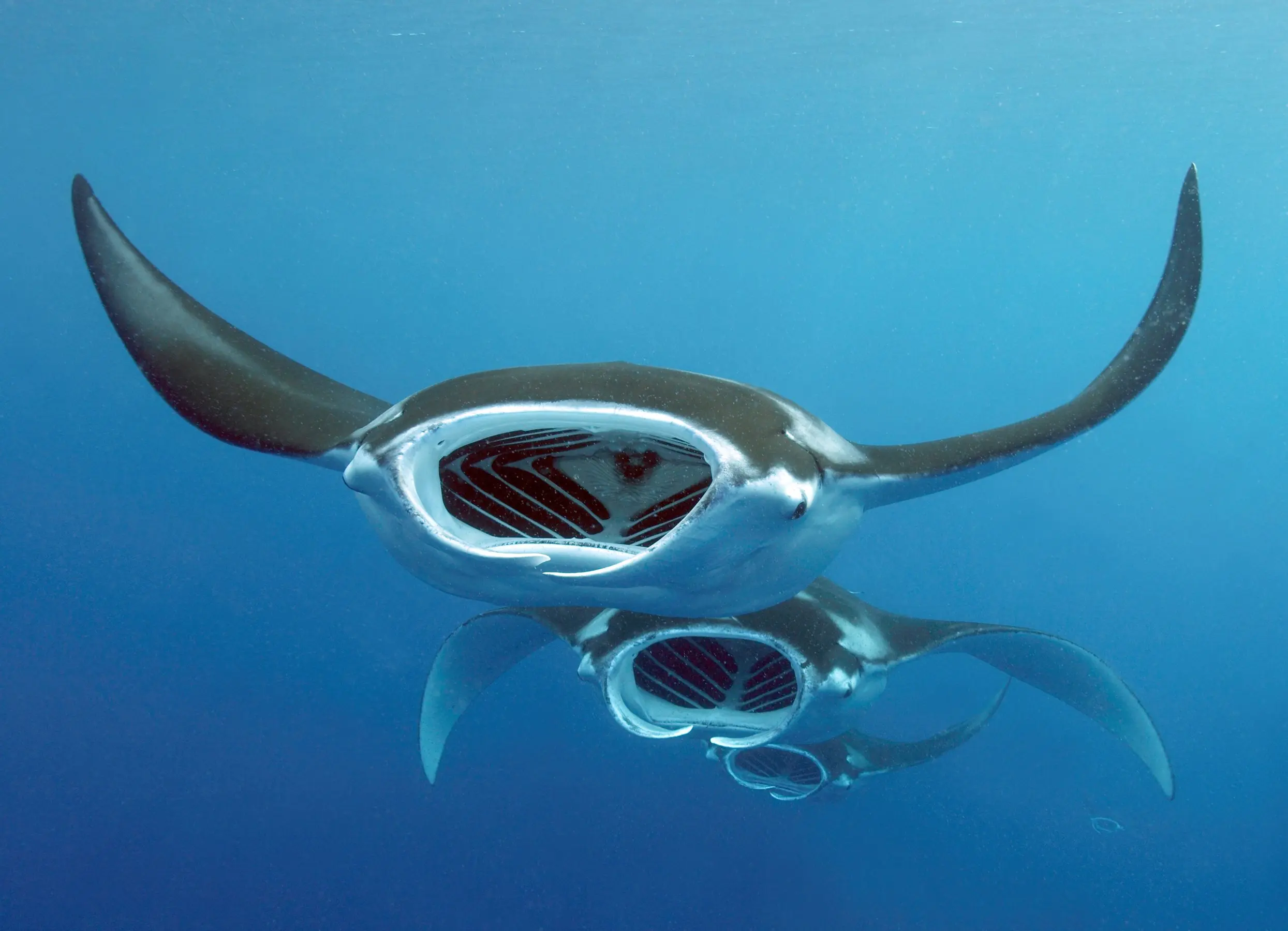 MANTA SHARK: Express Manta & Shark Encounter in the Maldives