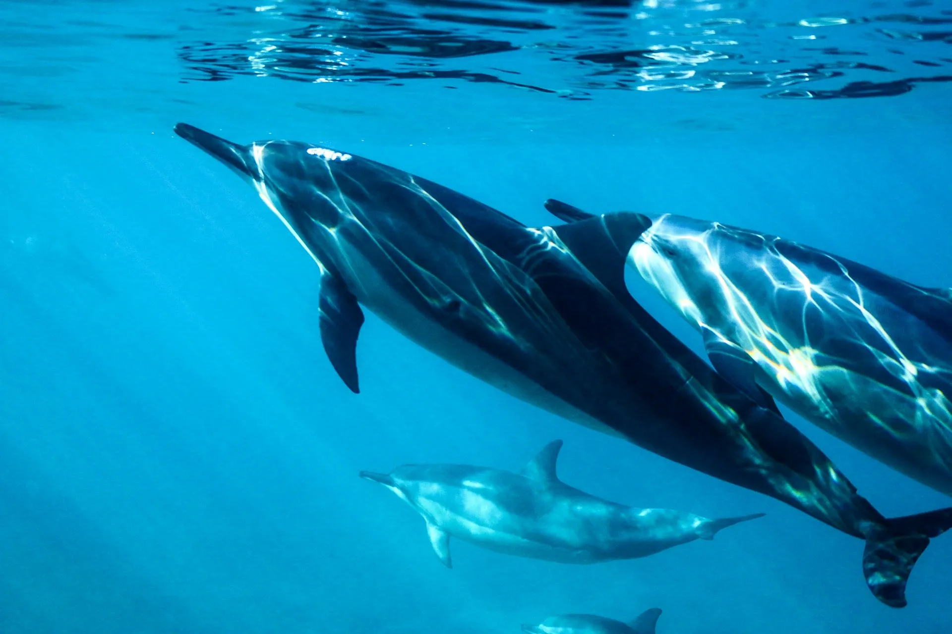 Sunset Dolphin Cruise